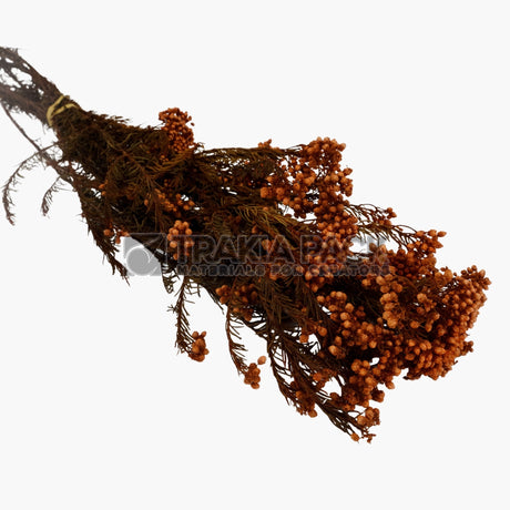 Сухо цвете на пакет /малки топченца/ 70см/110гр - оранжево