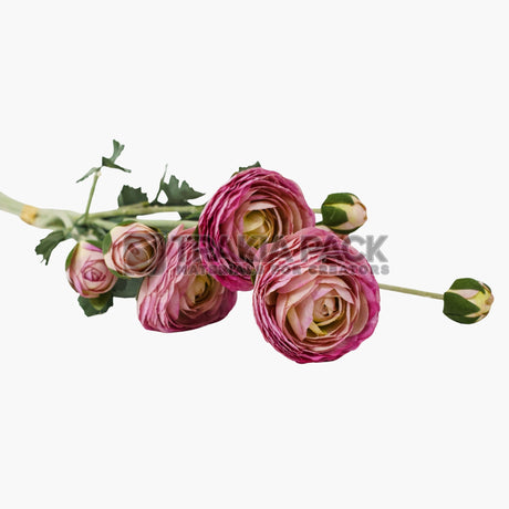 Изкуствен Ранункулус розов 55см