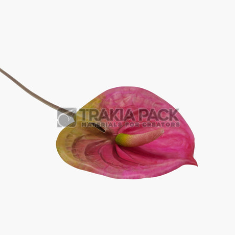 Антуриум тъмно розов 63см