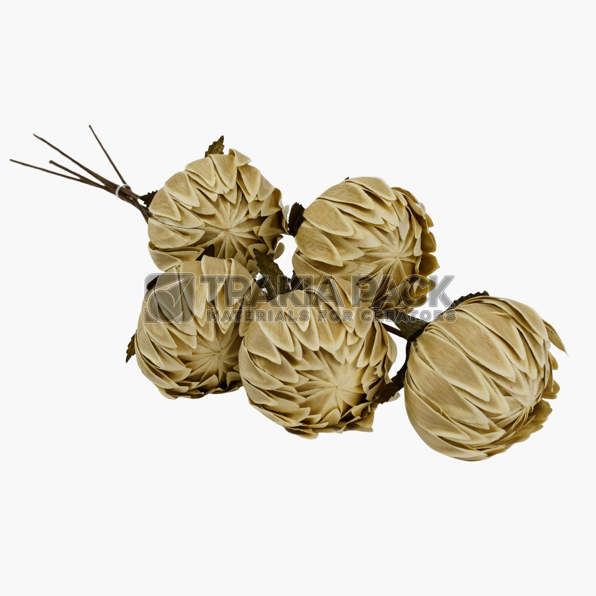 Сухо цвете лилия 5бр/50см - екрю