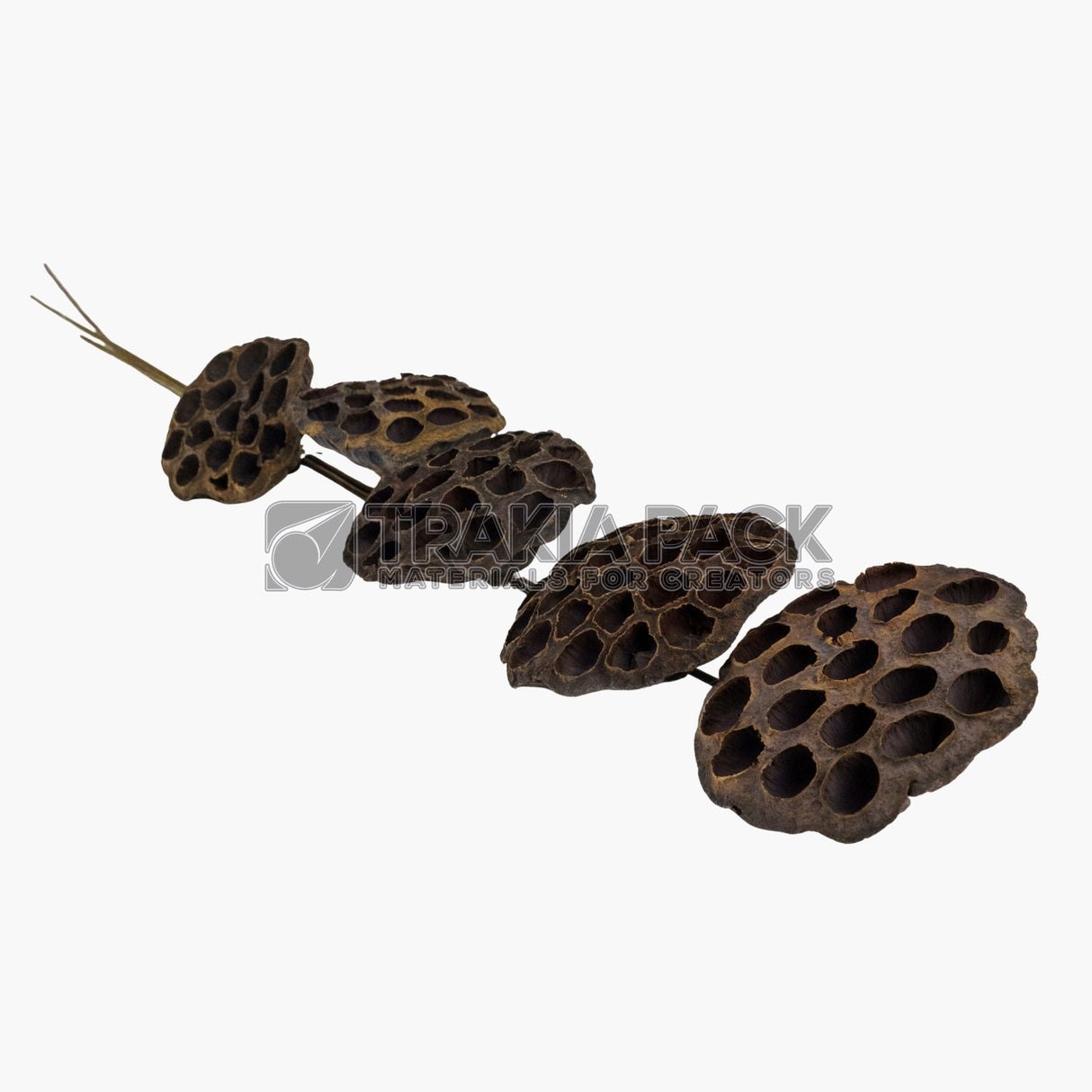 Лотус на пръчка 5бр/65см