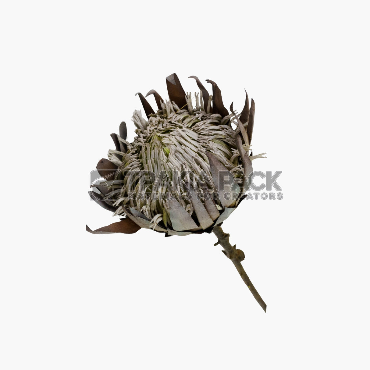 Суха протея 53см