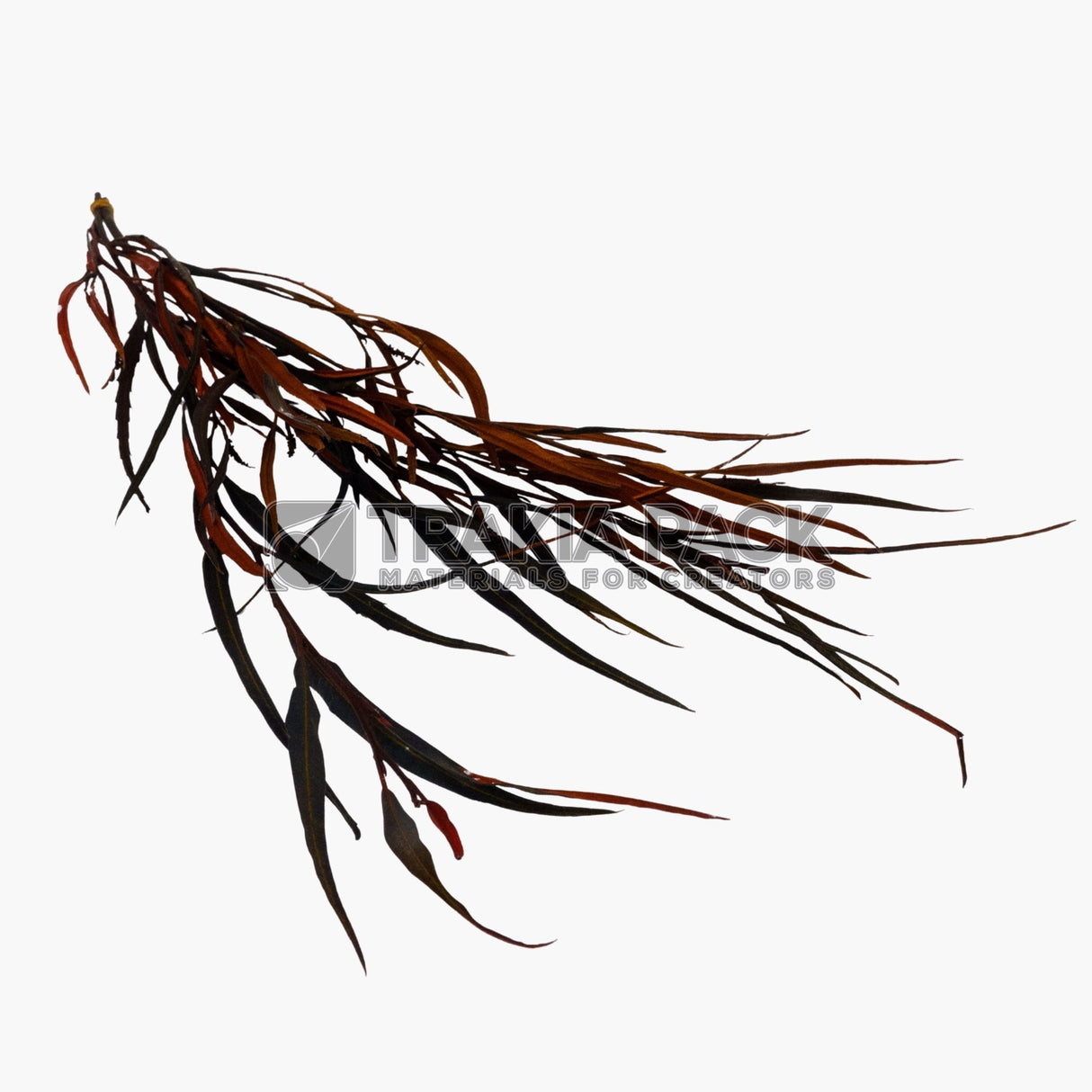 Сухо декоративно растение