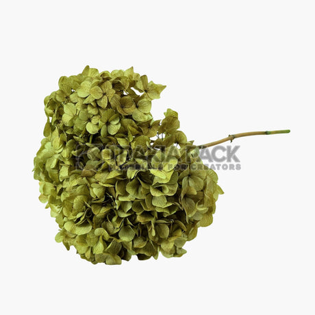 Хортензия 30см/70см - светло зелена