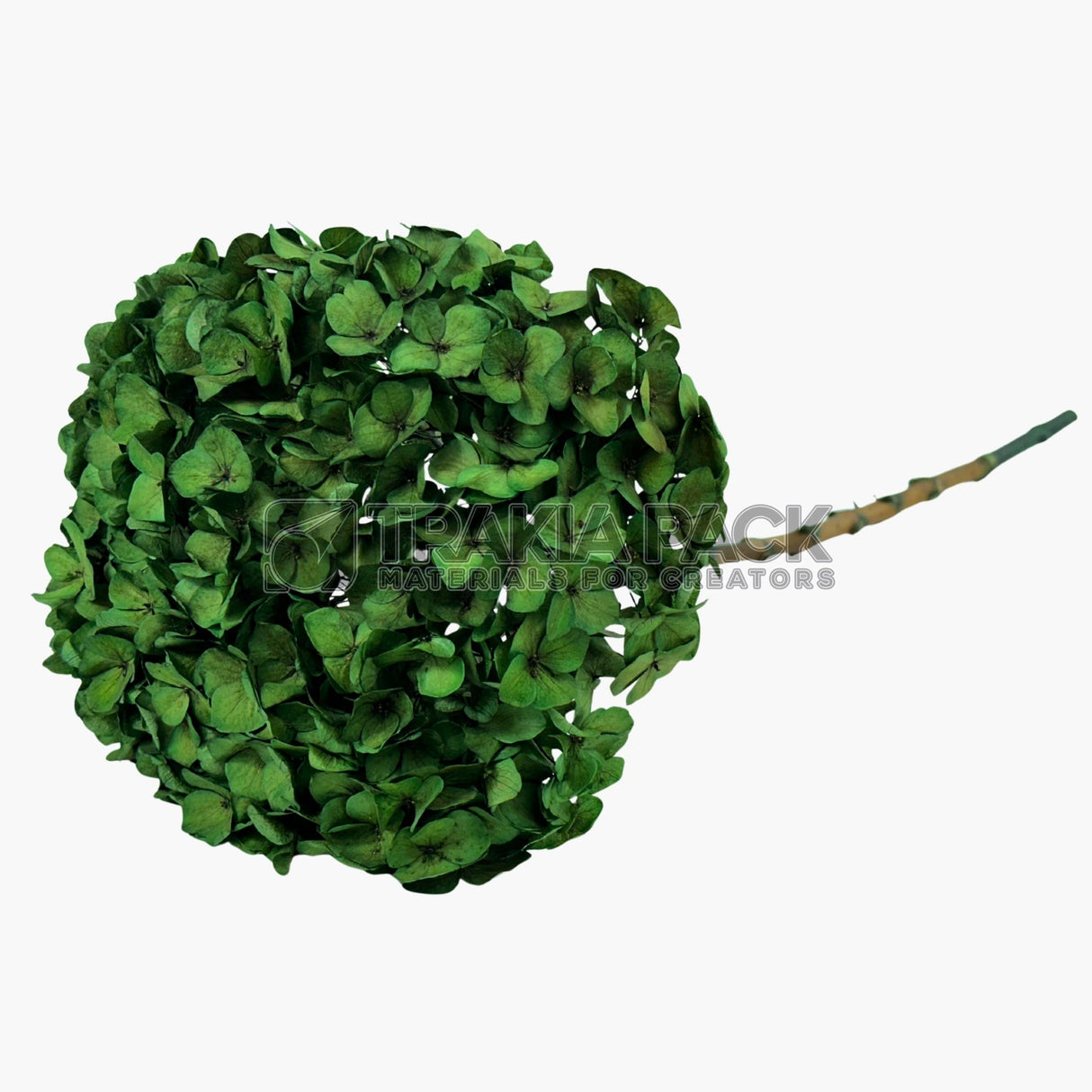 Хортензия 30см/70см - зелена