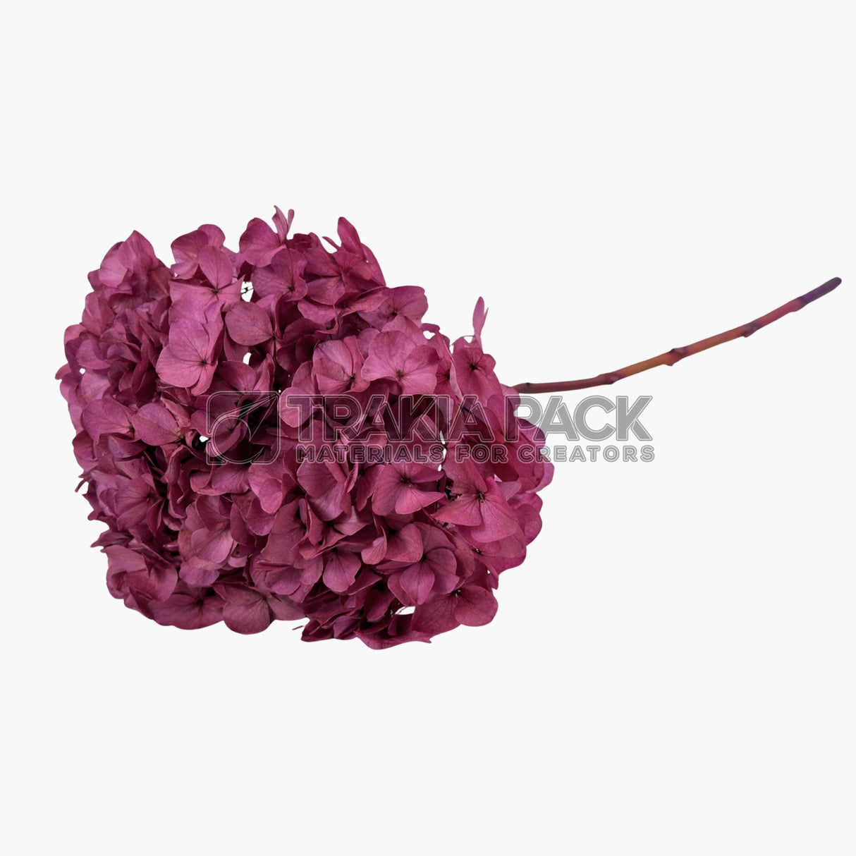 Хортензия 30см/70см - светло лилава