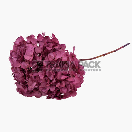 Хортензия 30см/70см - светло лилава