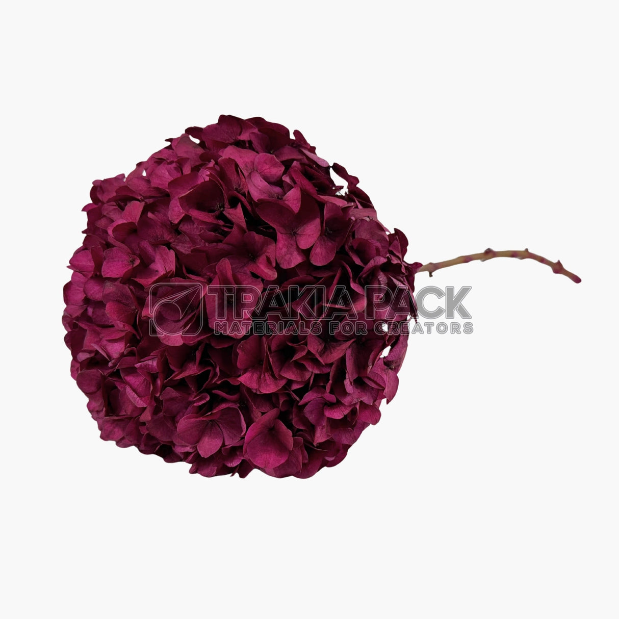 Хортензия 30см/70см - циклама