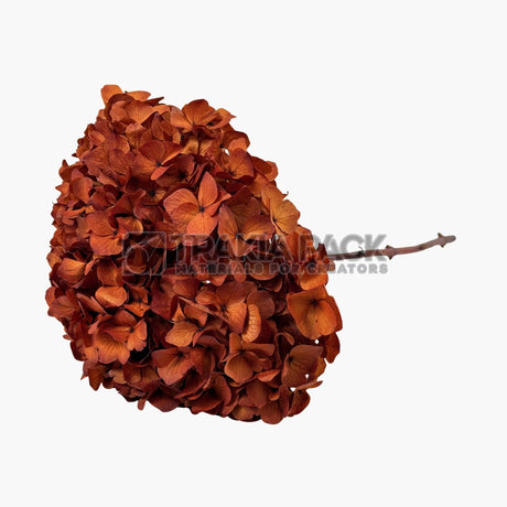 Хортензия 30см/70см - кехлибар